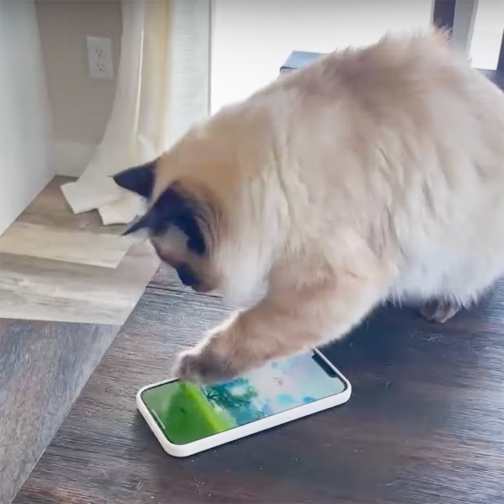 喵：「瘋狂喵喵拳丟球法！嘿啊！」