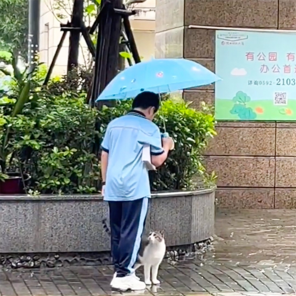 喵：「你在幫朕撐傘嗎？謝謝～」