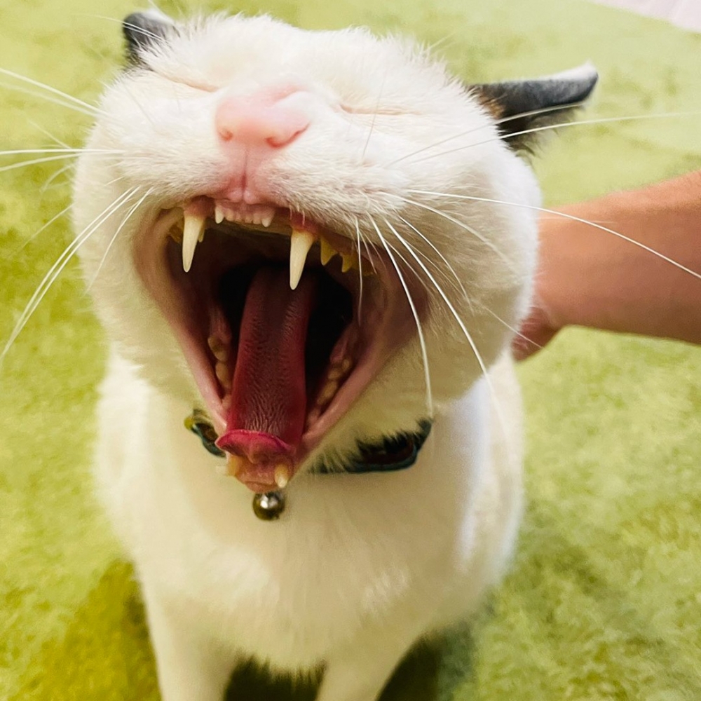 喵:「朕可以打出不重樣的哈欠~」