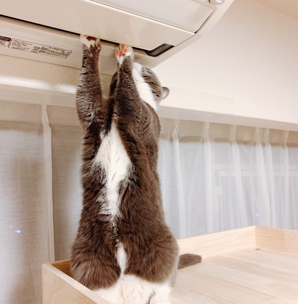 喵：「朕來一次，就要一個罐罐喔～」