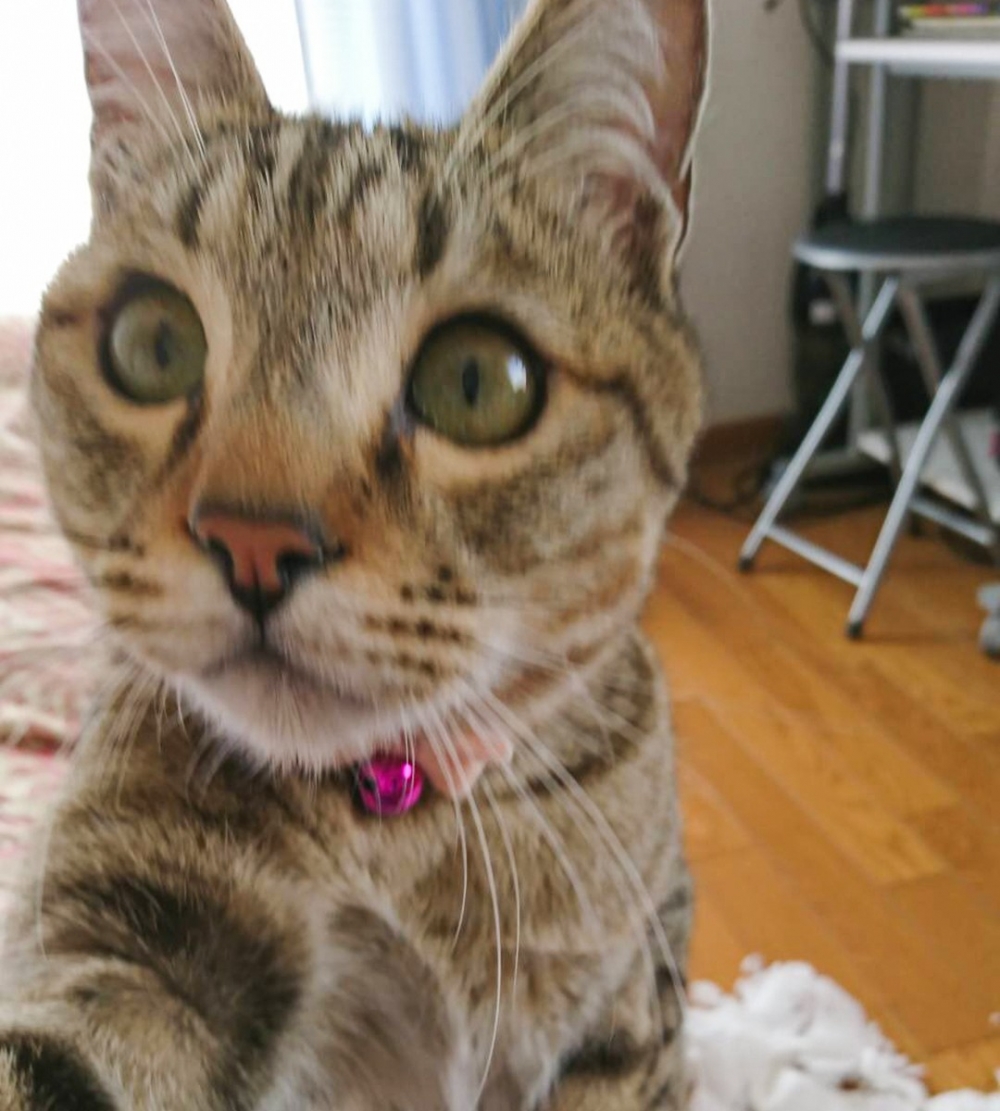 奴才：「犯錯後再撒嬌，太犯規了！」