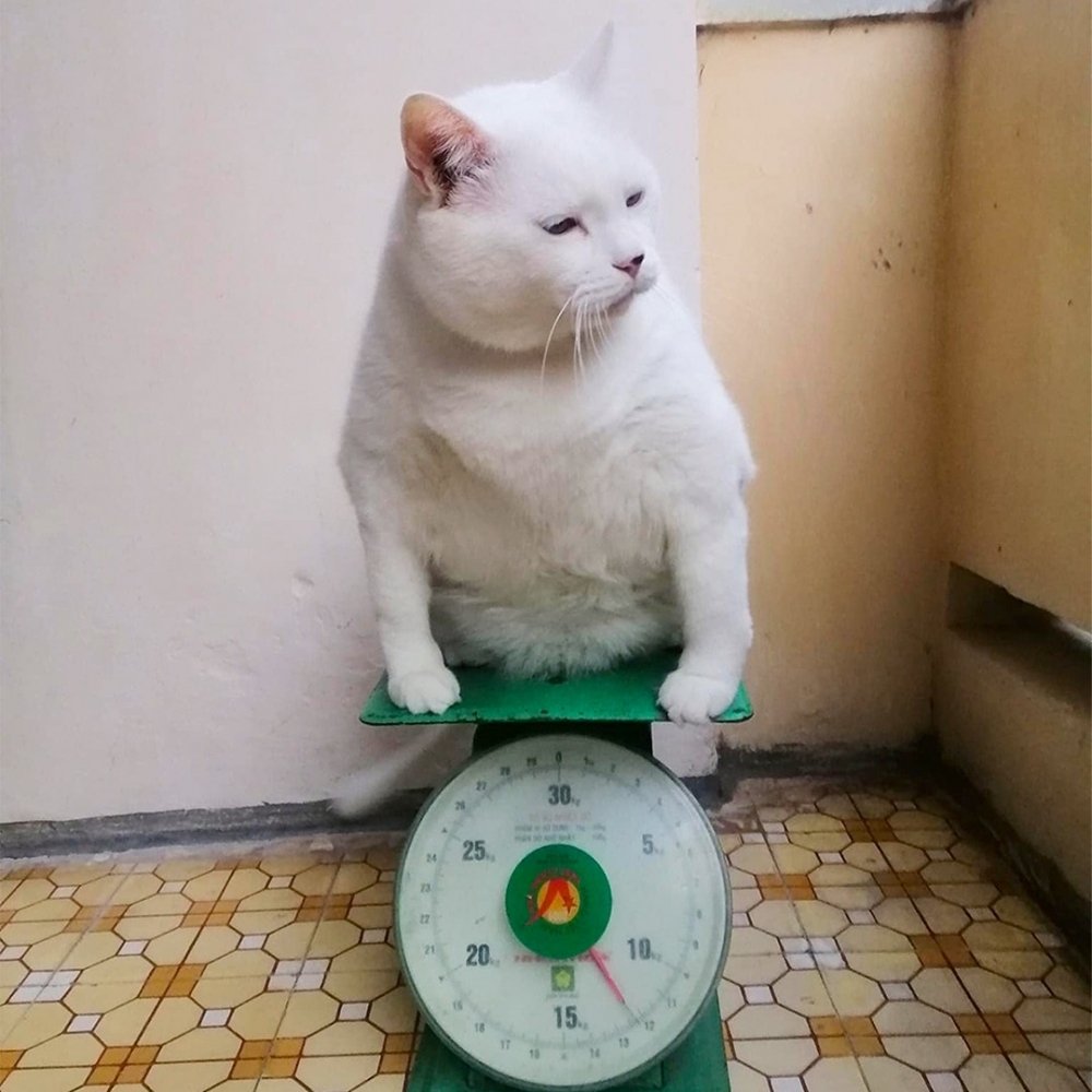 喵：「這次是爪爪的鍋啦～」