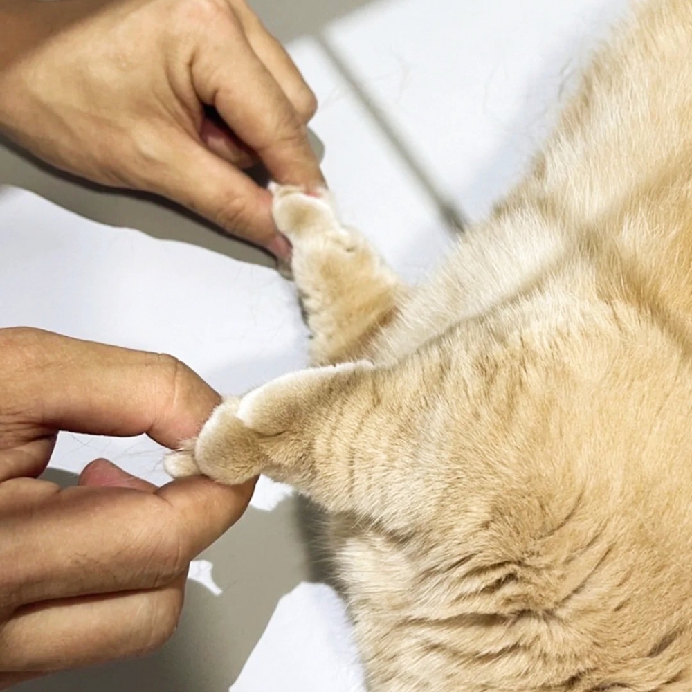 奴才：「捏起後還是短短的XD」