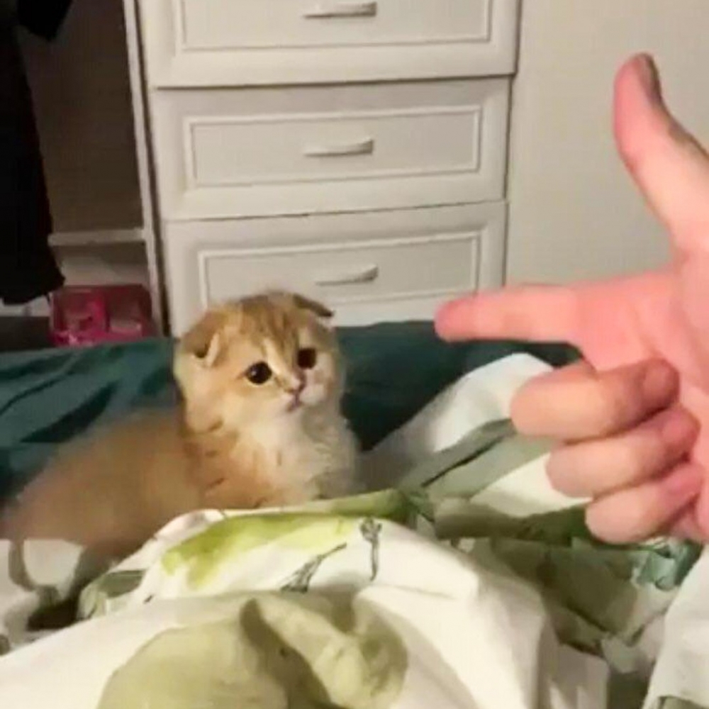 奴才：「投降吧～你被逮捕了」