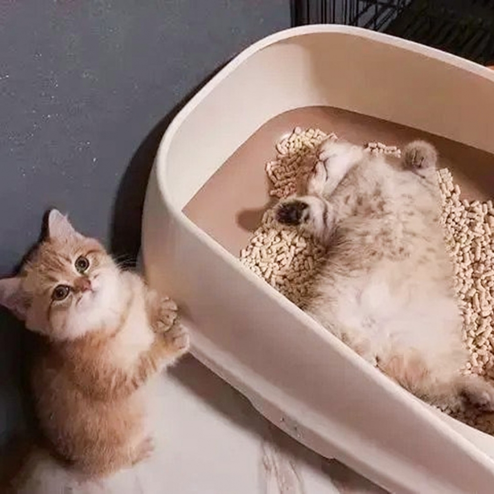 喵:「奴才你看牠睡在廁所」