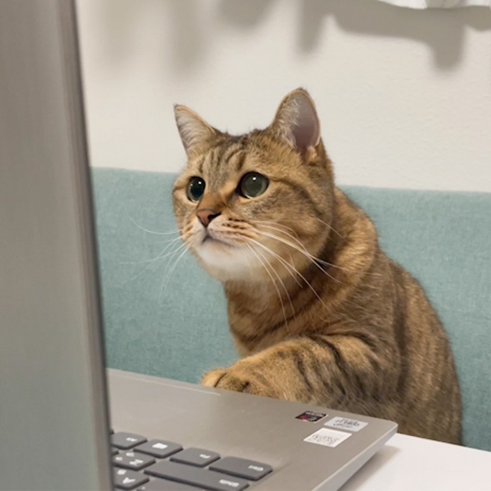 喵：「到朕發言了嗎？」