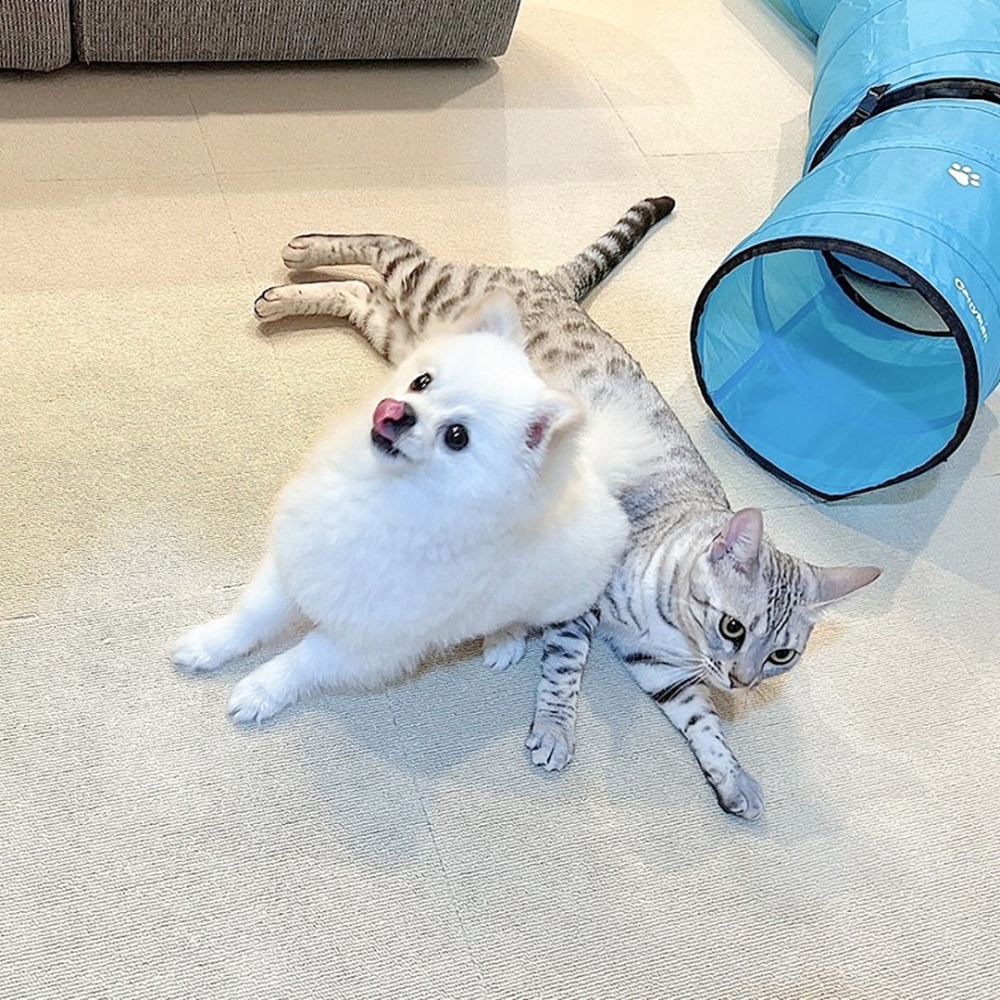 喵：「意外來得太突然···」