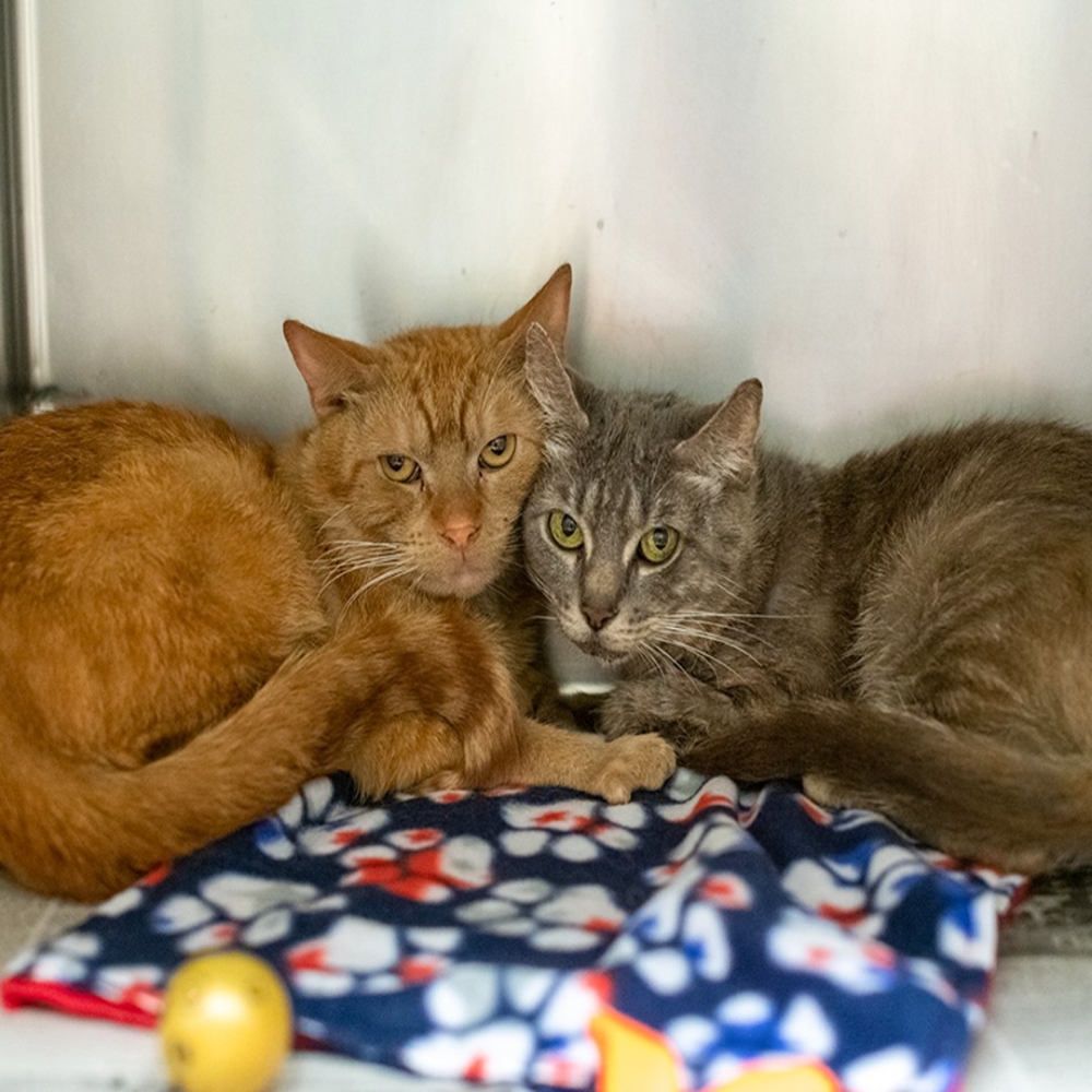 FB/@Animal Humane Society