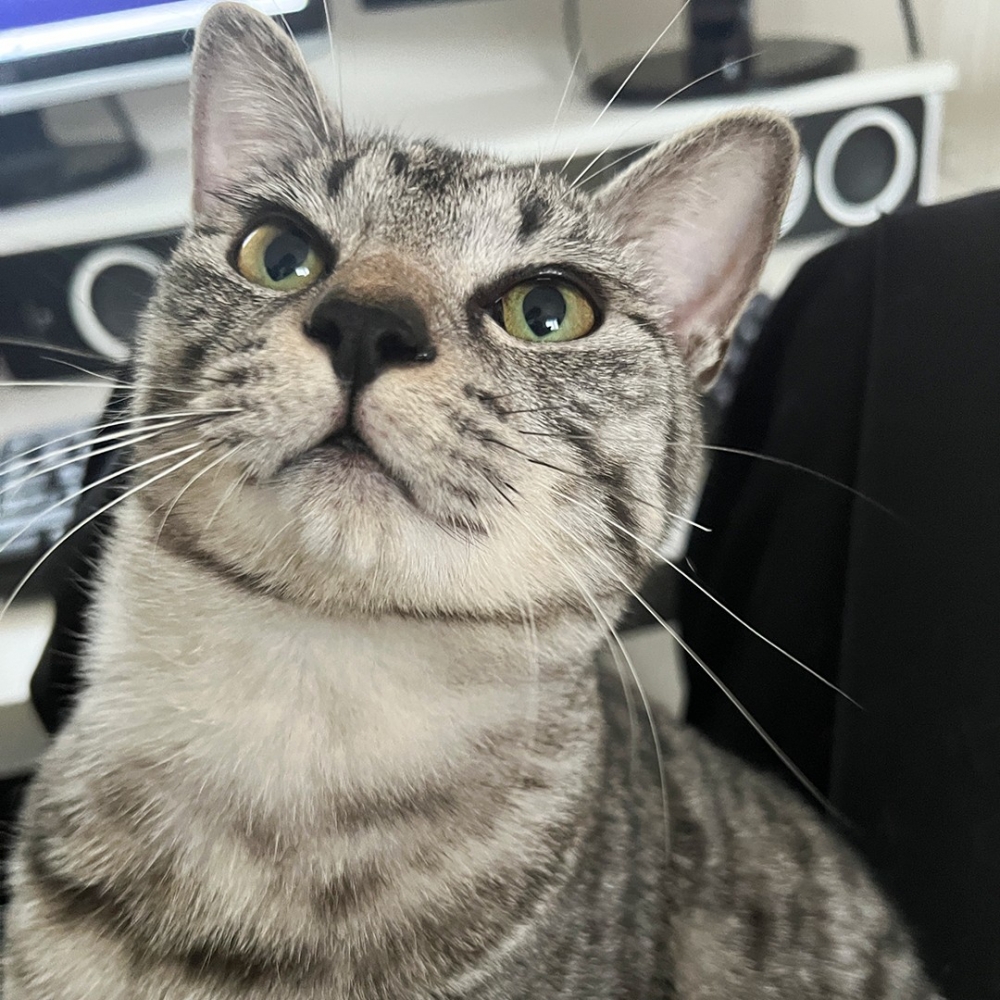 喵：啃手手最棒了！