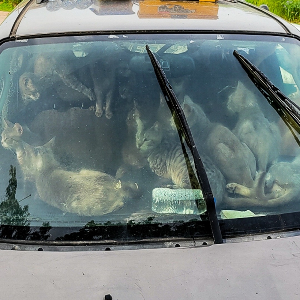 被困在車上的貓咪們