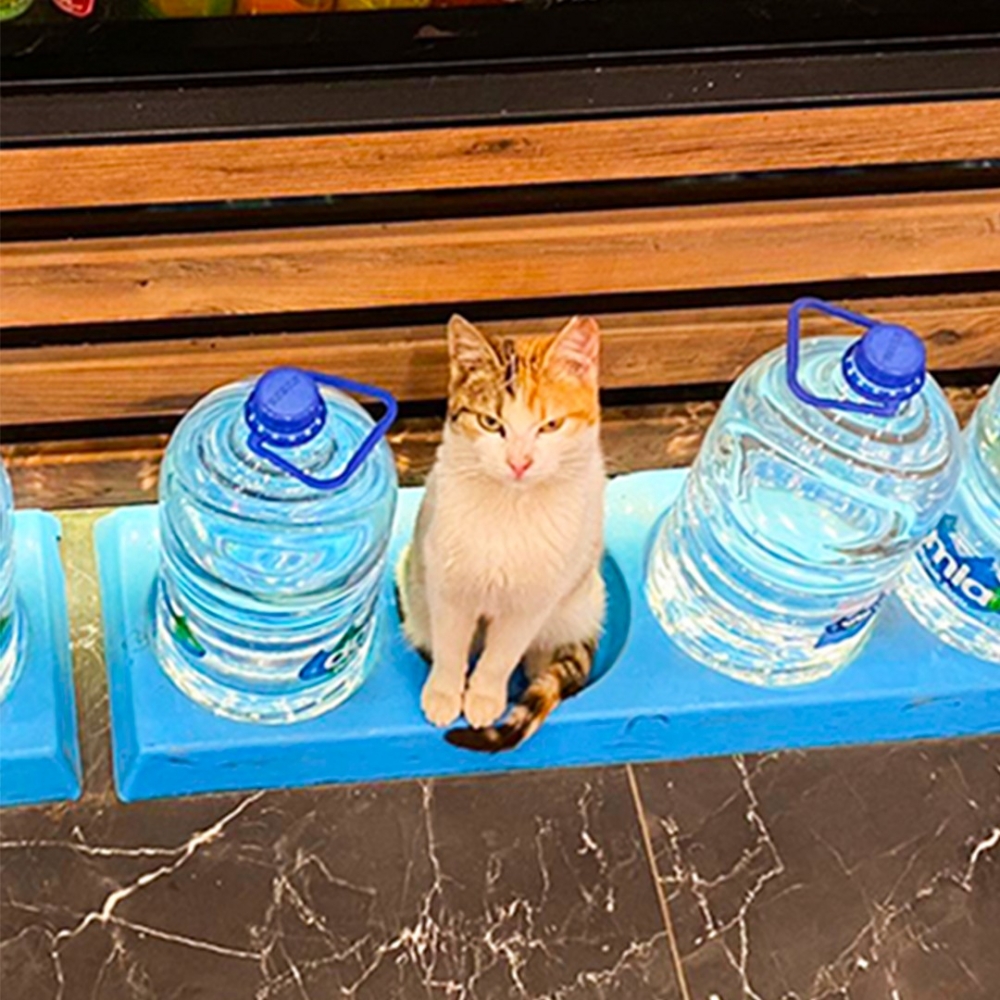 喵：「退後啦！1.5米的距離噢！」