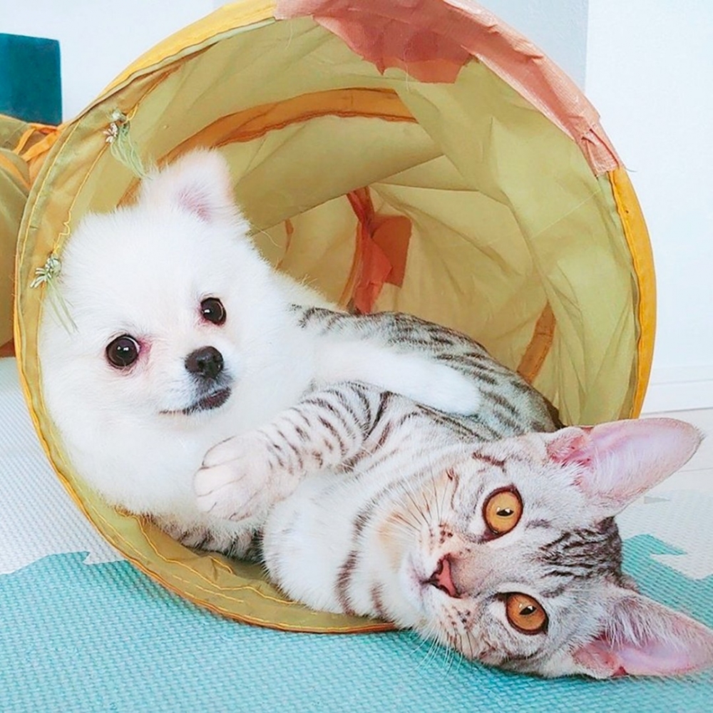 喵：「朕怎麼又在下面了？！」