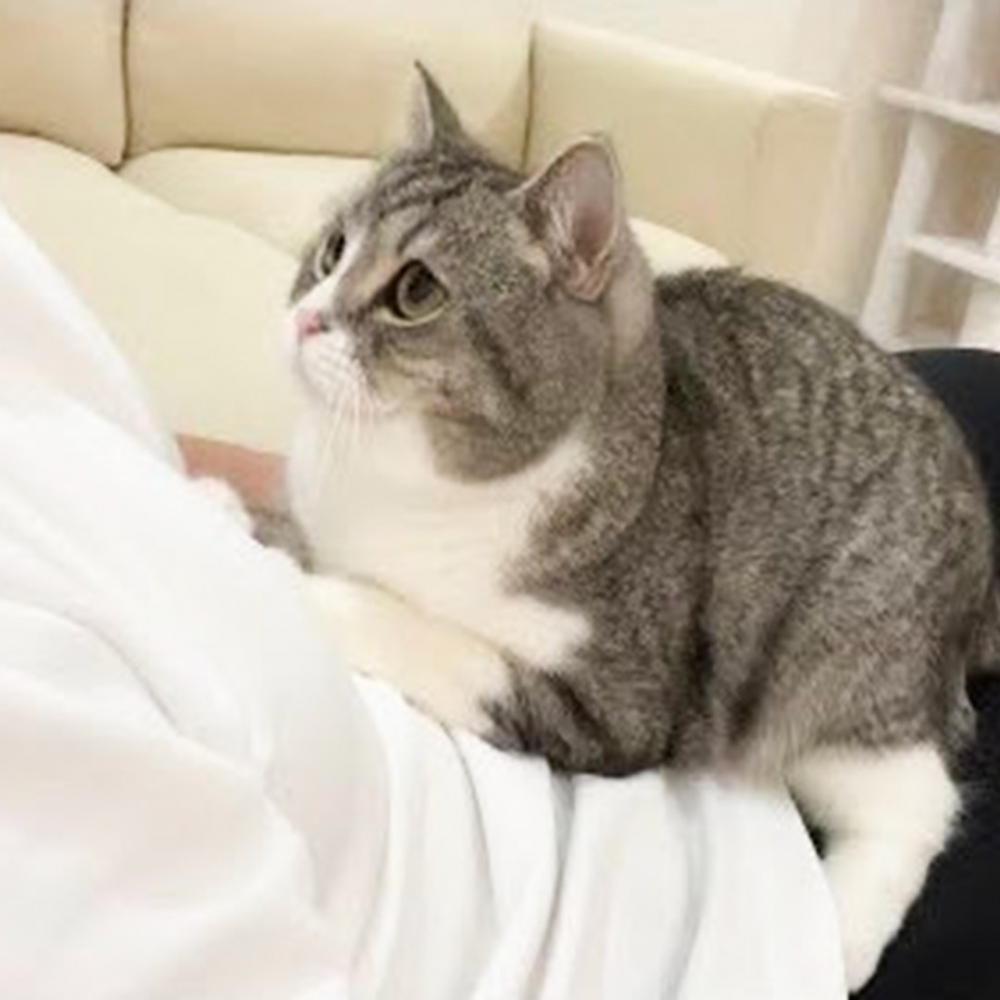 喵：「你下次不要再躲進屏幕裡咯！」