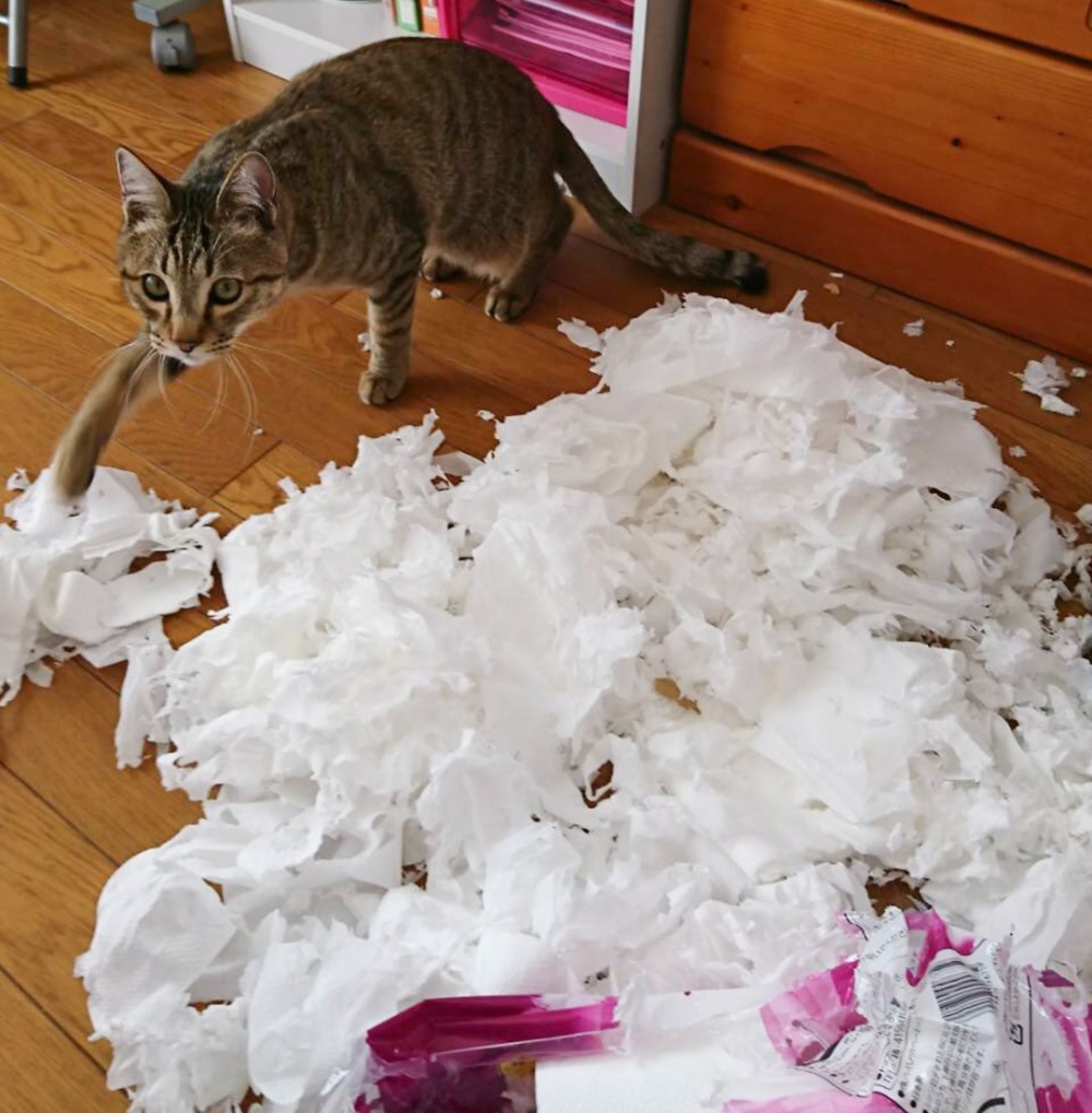 喵：「奴才～看朕最新的作品」