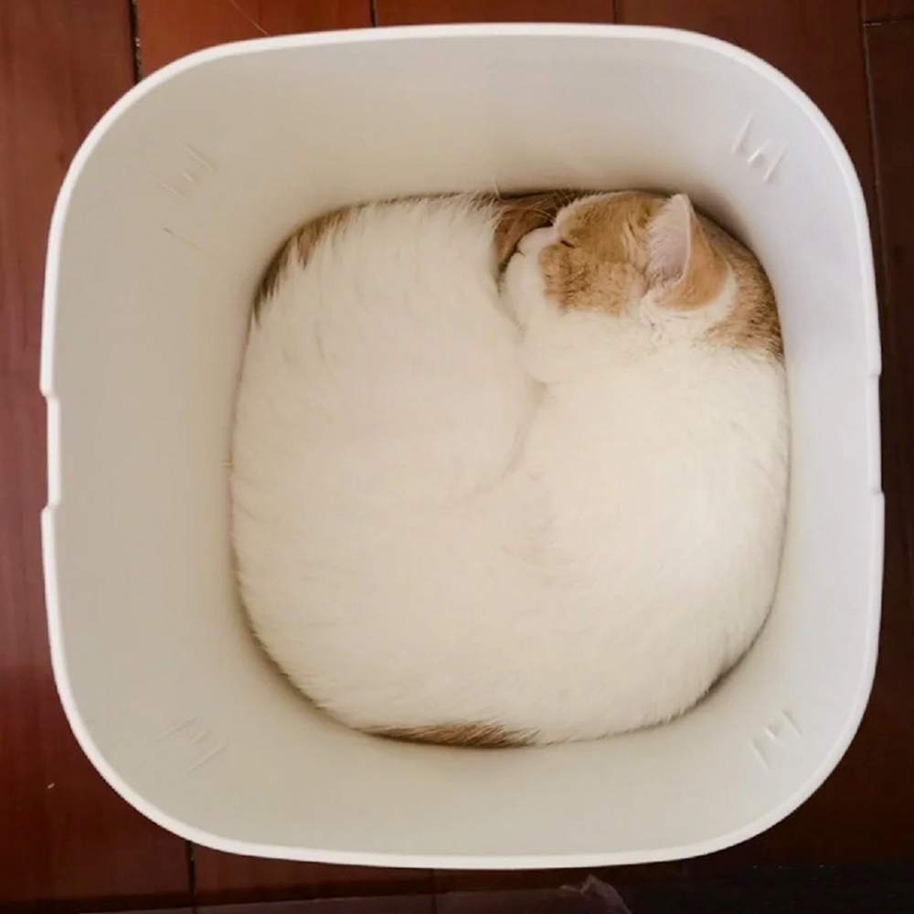 奴才：「這塊貓咪是我家主子？！」