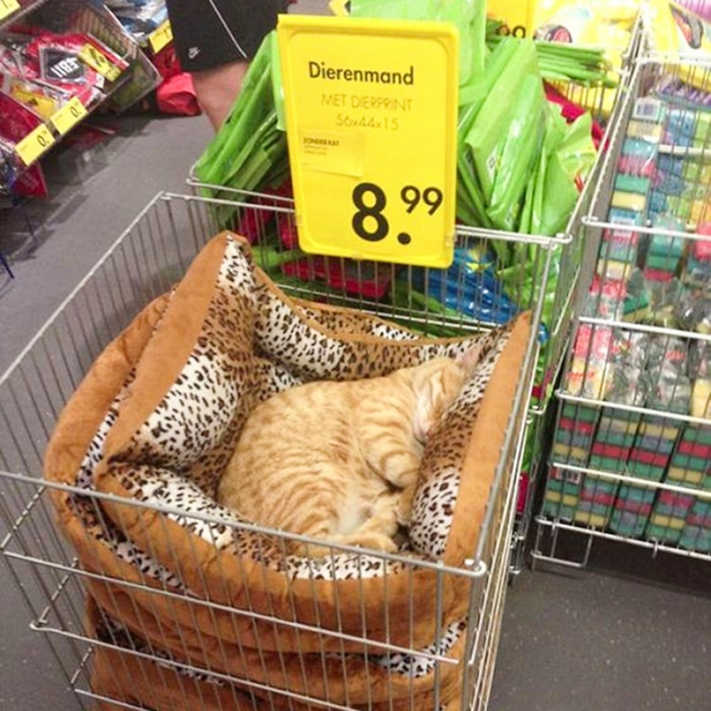 喵：「銷售就是要用親身示範～呼嚕嚕」