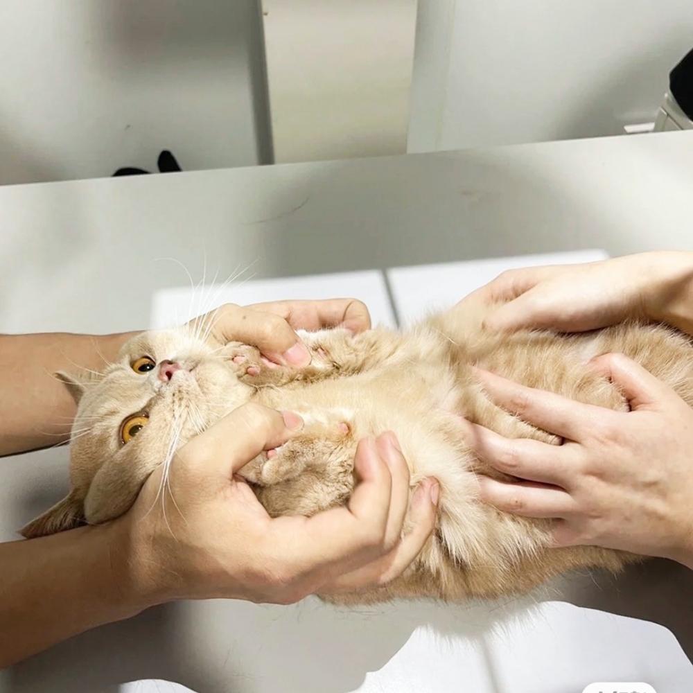 喵：「健檢太欺負喵了！朕要投訴！」