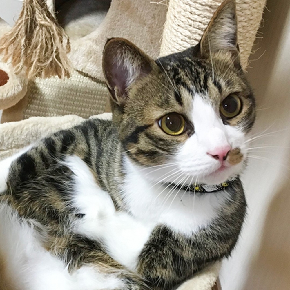 喵：「演這麼多年朕累了～」