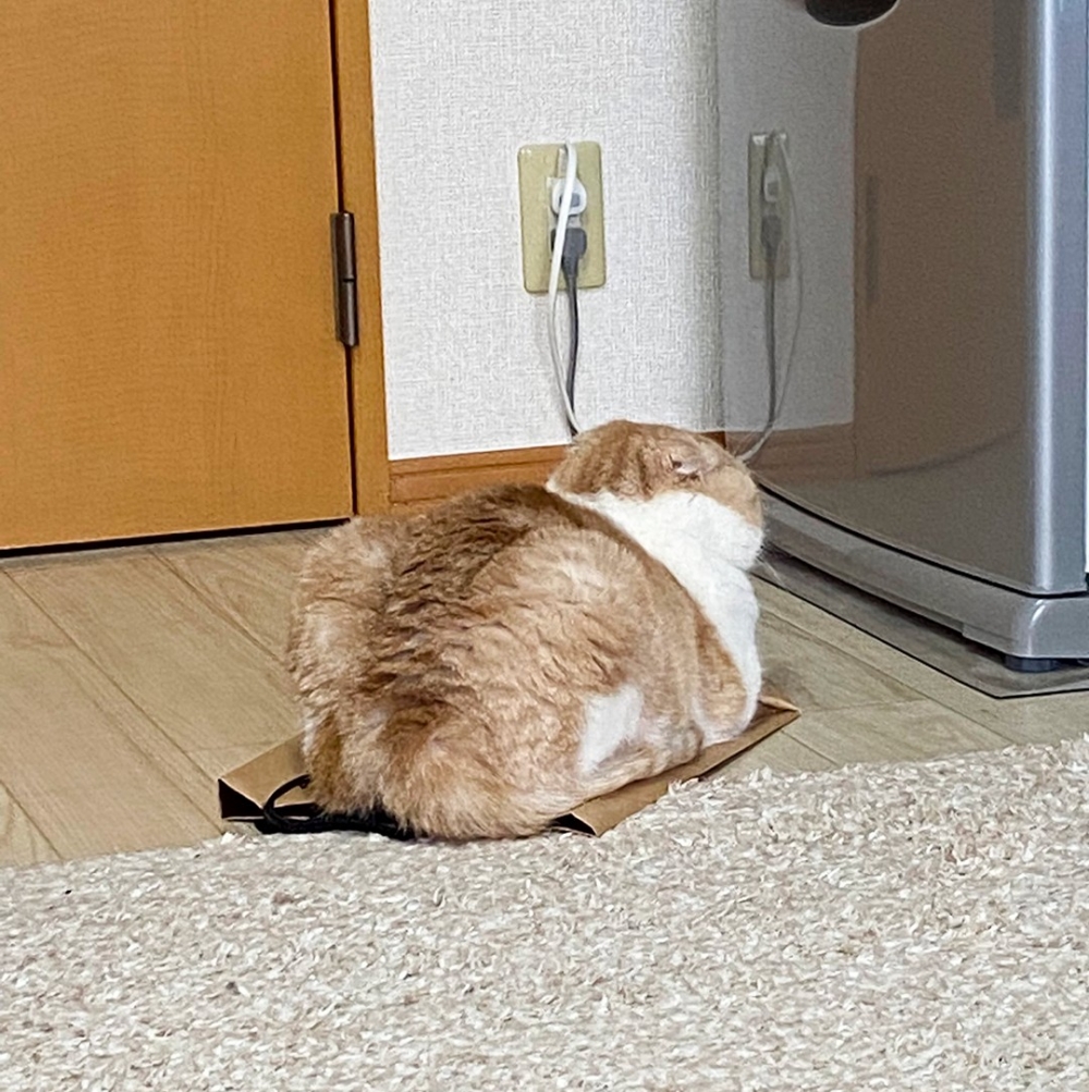 喵:「這裡真是太舒服了~」