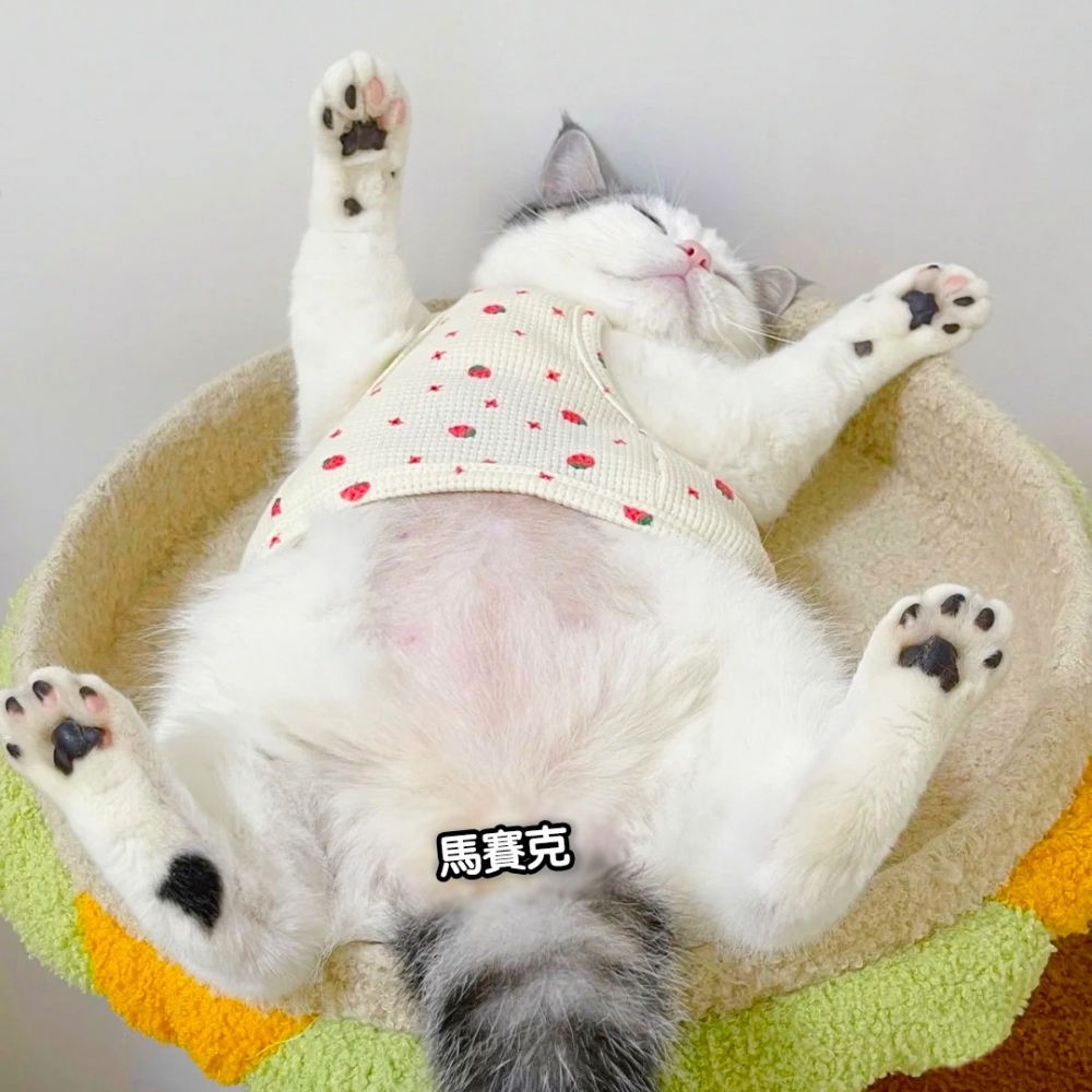 喵（夢囈）：「呼嚕嚕～罐罐都來朕的懷裡了～」