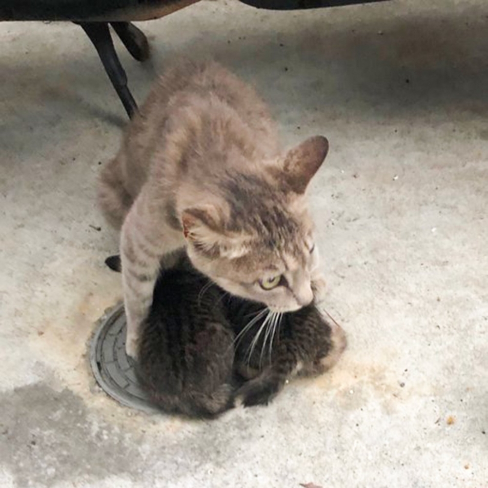 喵崽：「麻麻有在天塌下來都不怕不怕啦～」