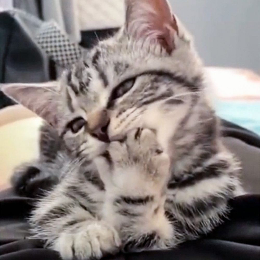 喵：「專心舔爪爪～」