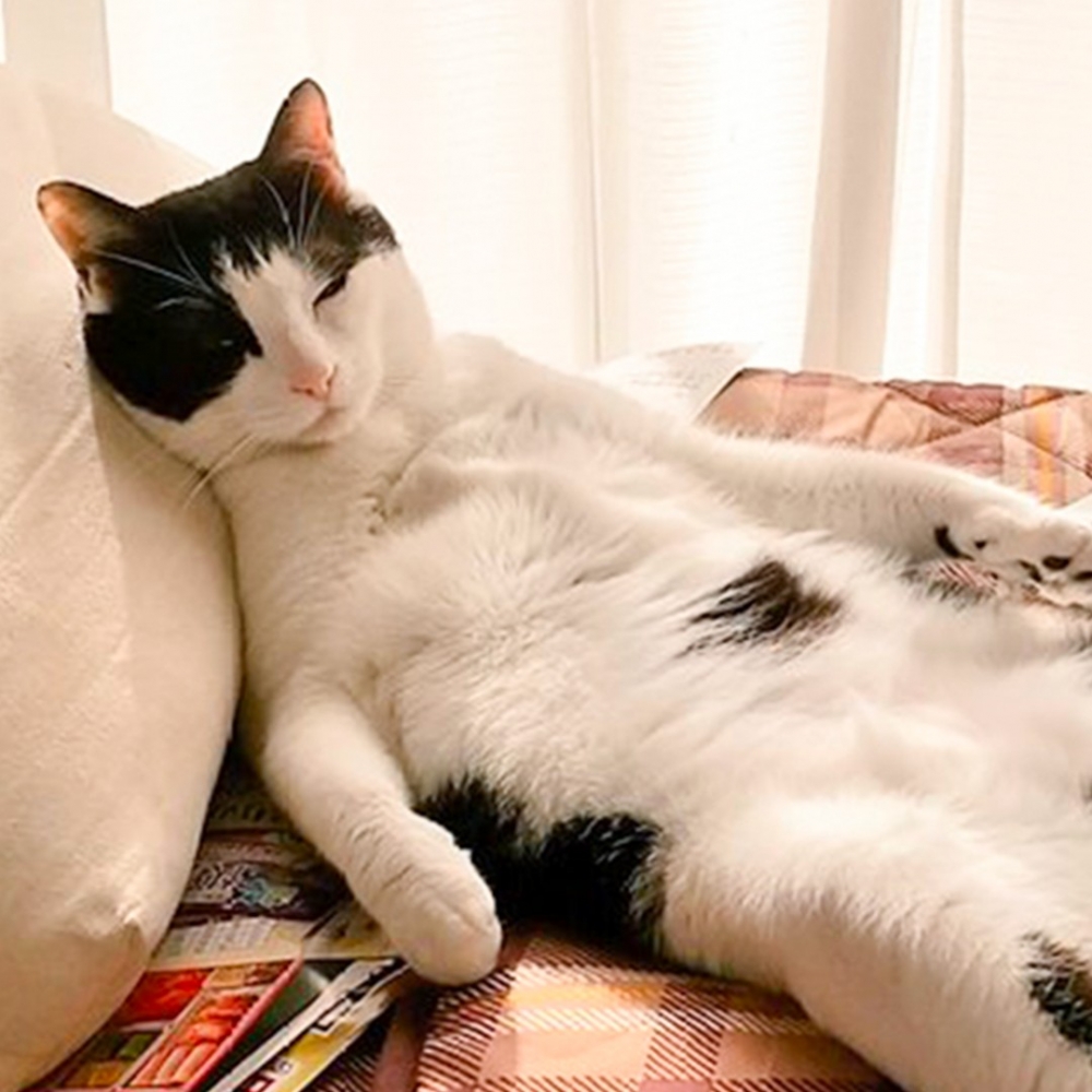 奴才的週休=沒貓吸+沒位睡