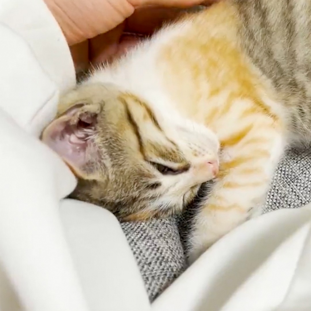 喵：「繼續摸摸嘛～」