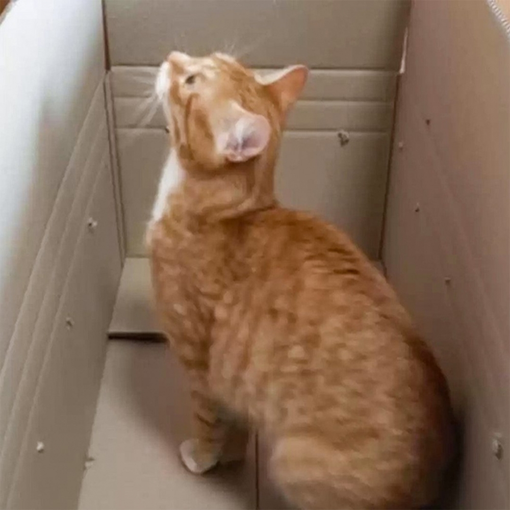 飽受驚嚇的主子餓壞了