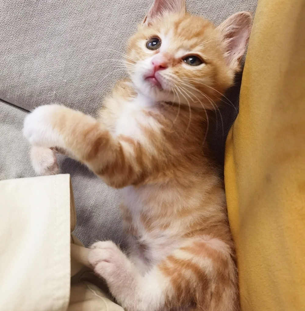 喵：「麻麻這裡有人覬覦窩！」