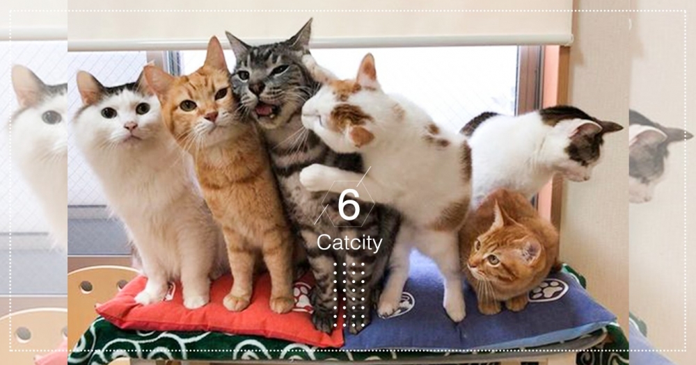 6隻貓咪「排排站」拍全家福，調皮白橘借「喬姿勢」名義鬧C位，網笑：想紅喔！