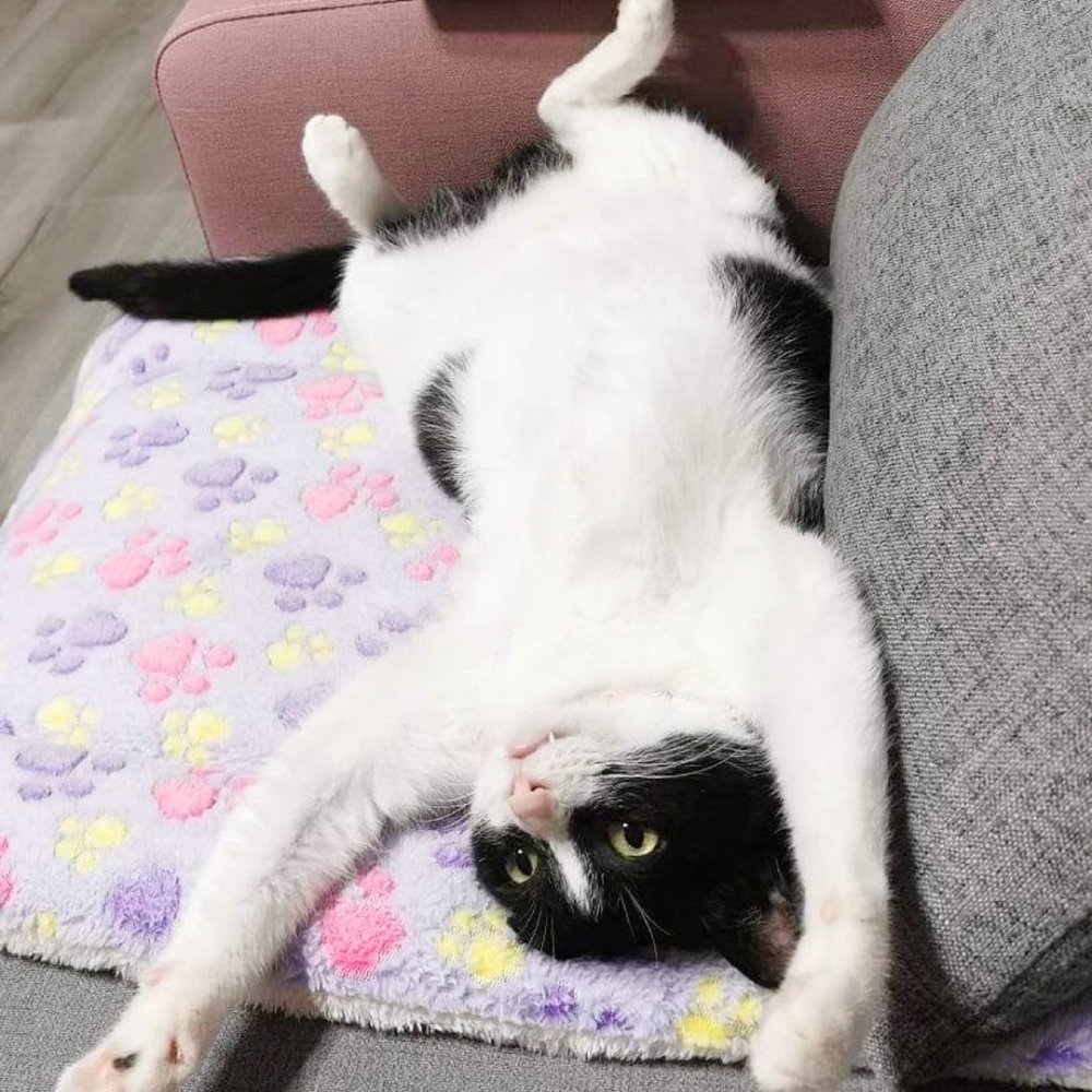 喵:「死定了!死定了!快個賣萌」