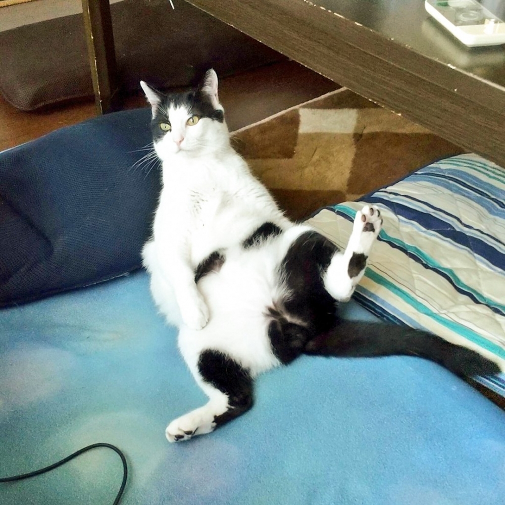 喵：「這裡有太陽～就睡這裡了！」