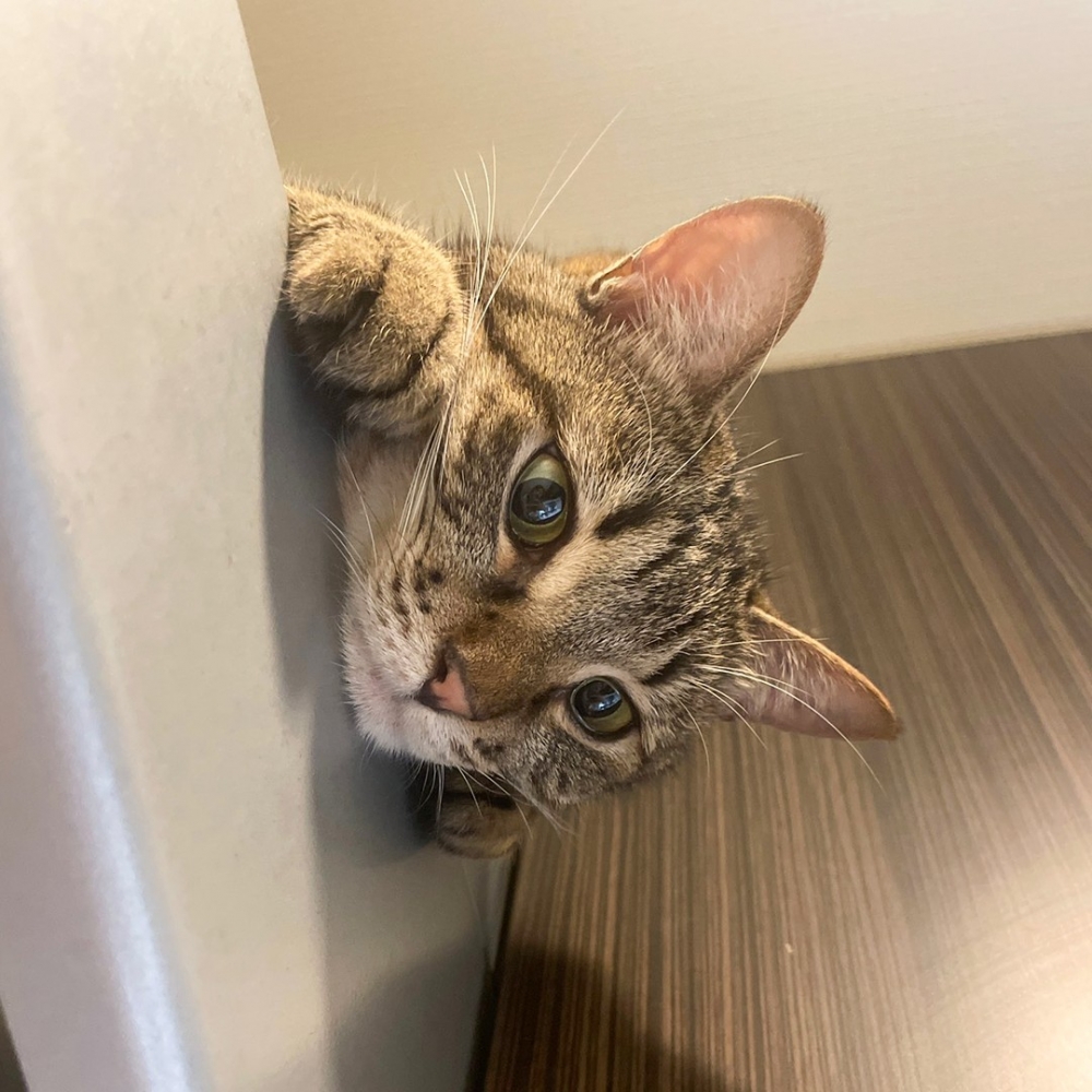 喵：「等奴才一打開，朕就衝！」