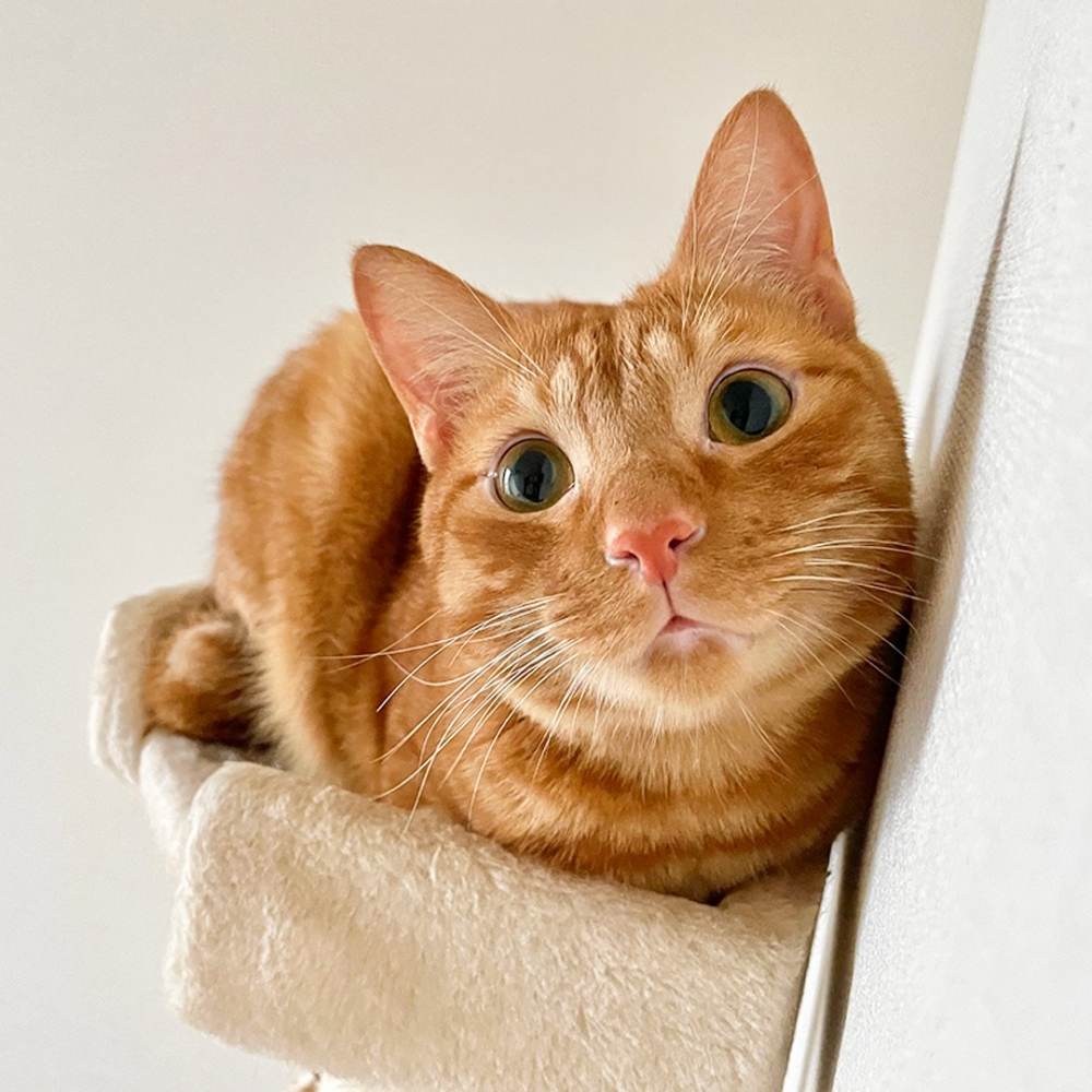 喵：「朕就喜歡綁架奴才了～」