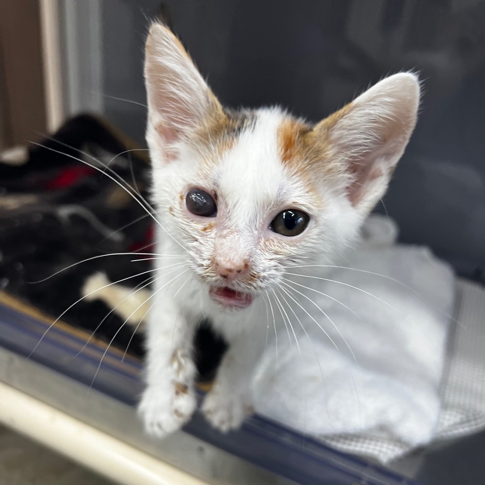 喵：「陪朕玩耍嘛～」