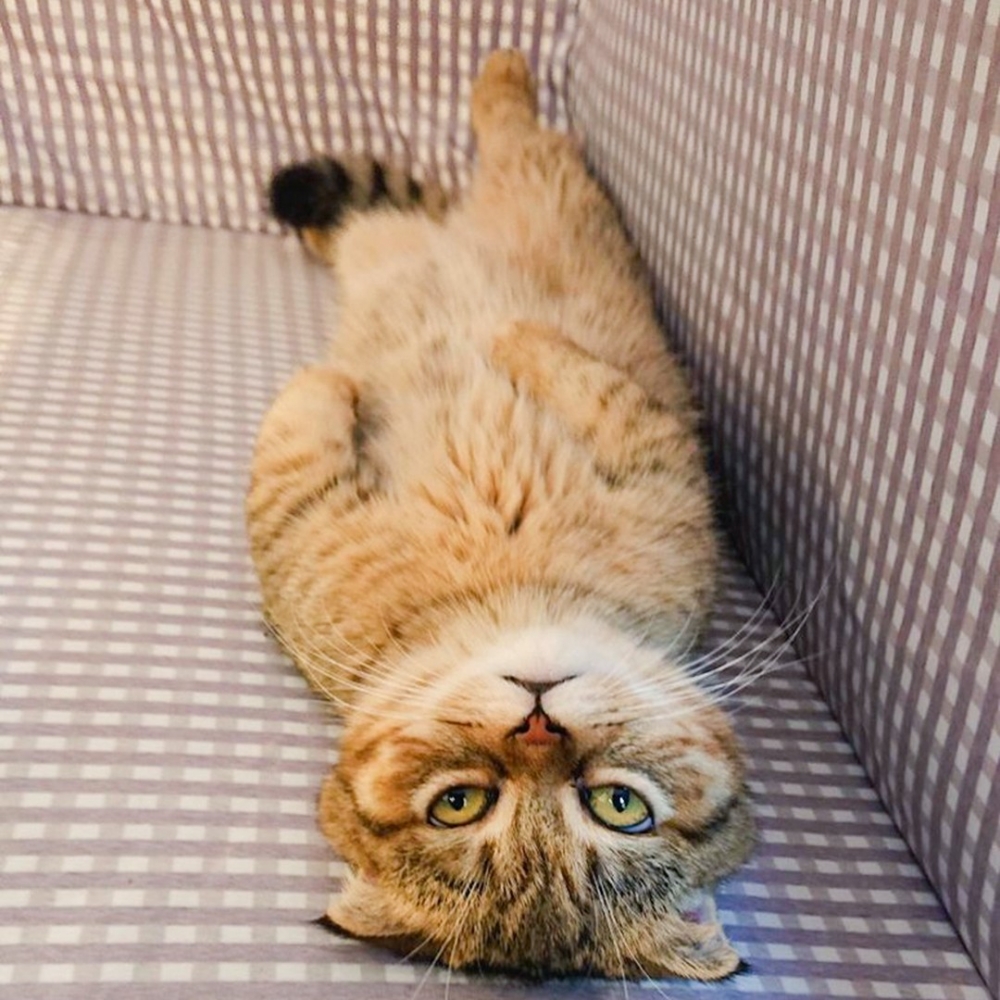 喵：「朕要睡覺了，你不可以再偷拍！」