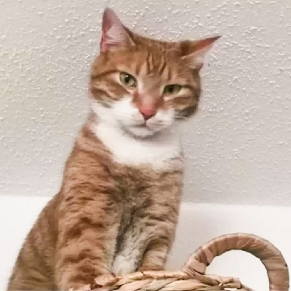 喵：「朕只是度個估就被送走了···」