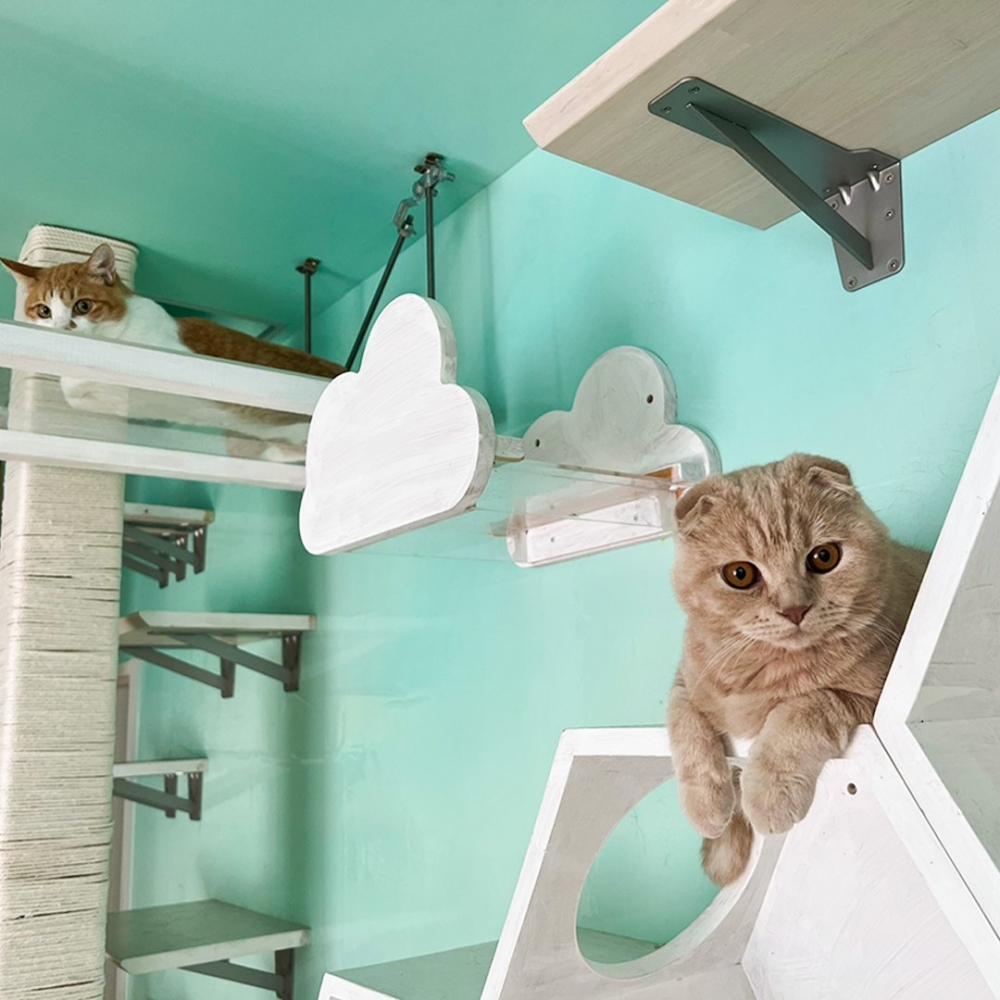 喵：「不錯～是朕想要的樣子！」