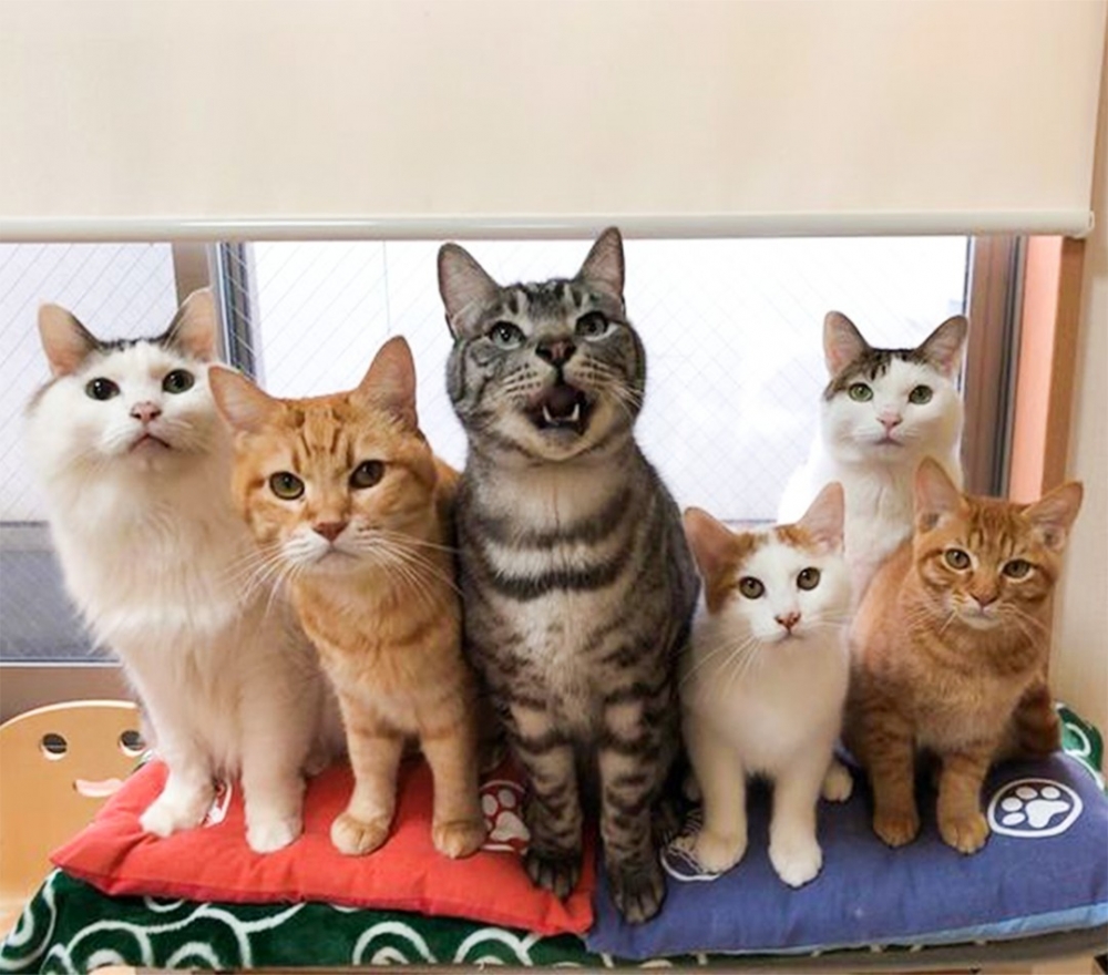 奴才：「終於呀！太感動！」