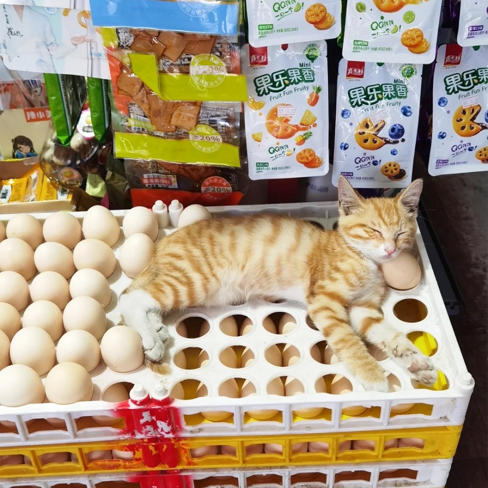 奴才：「真是會活用周圍的東西～」