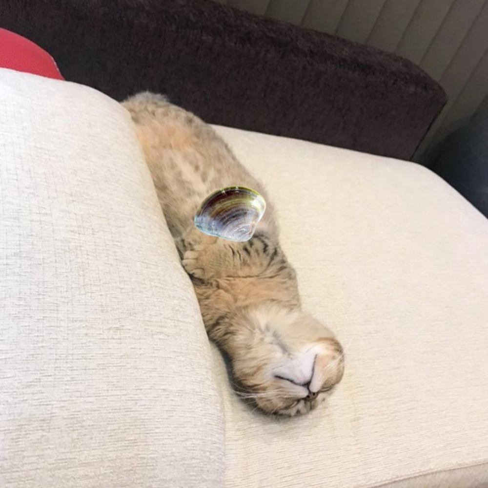 海獺喵:「噢~朕最鍾意的貝殼get!」