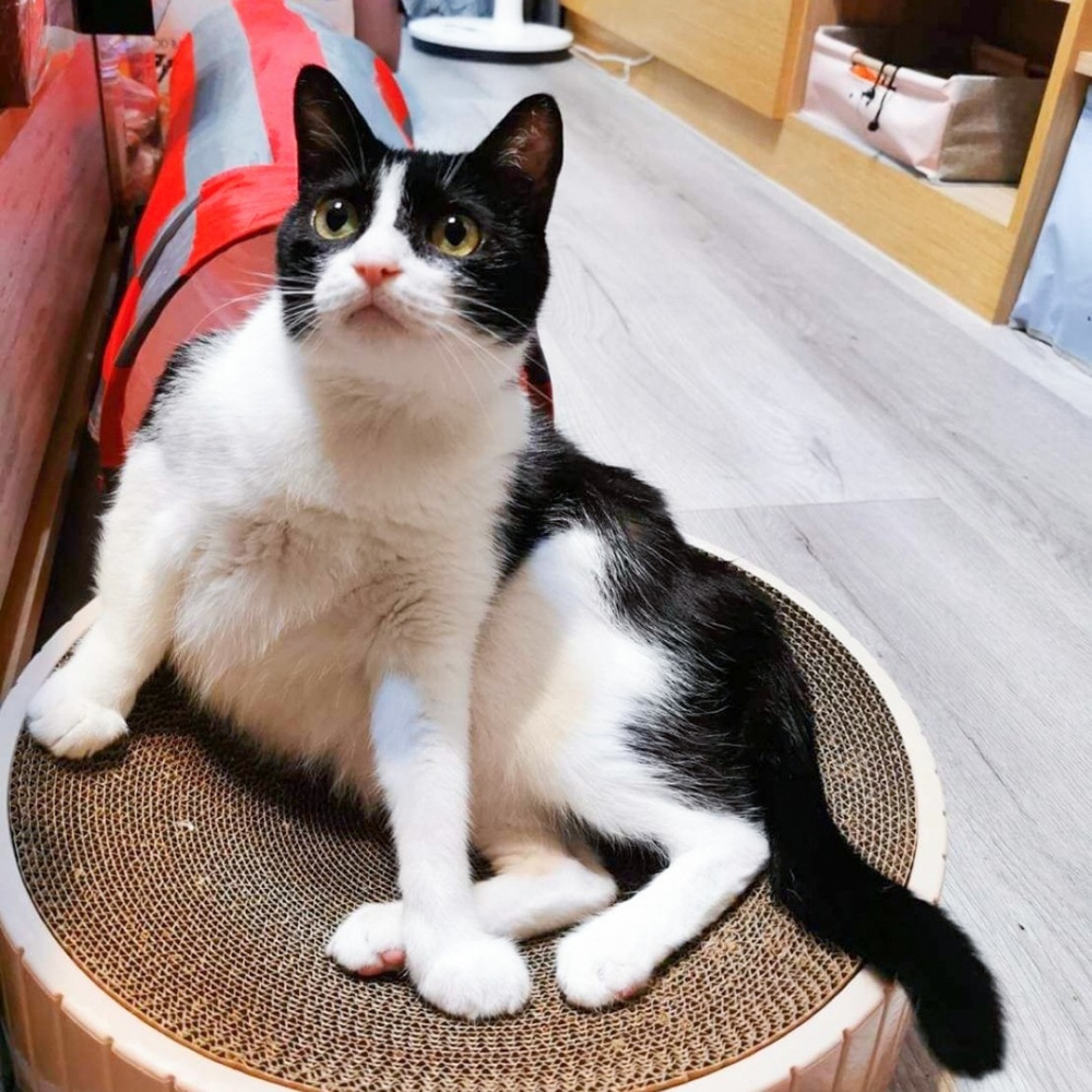 奴才:「主子長這樣,燒不下手呀(囧)」