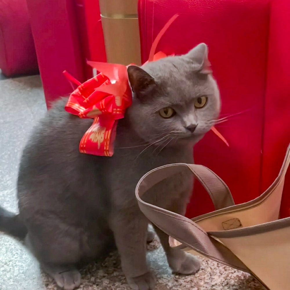 喵：「用眼神說明所有，盯」