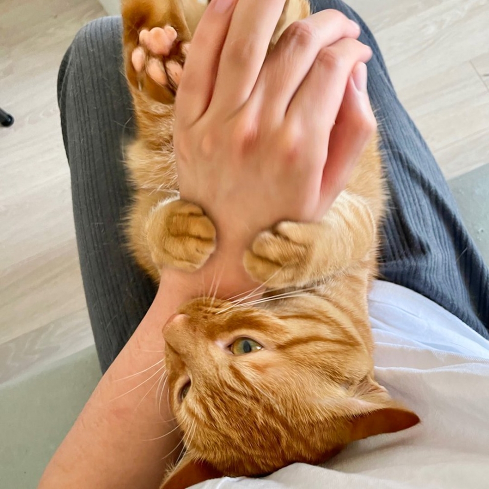 奴才：「主子的愛會綁架你···」