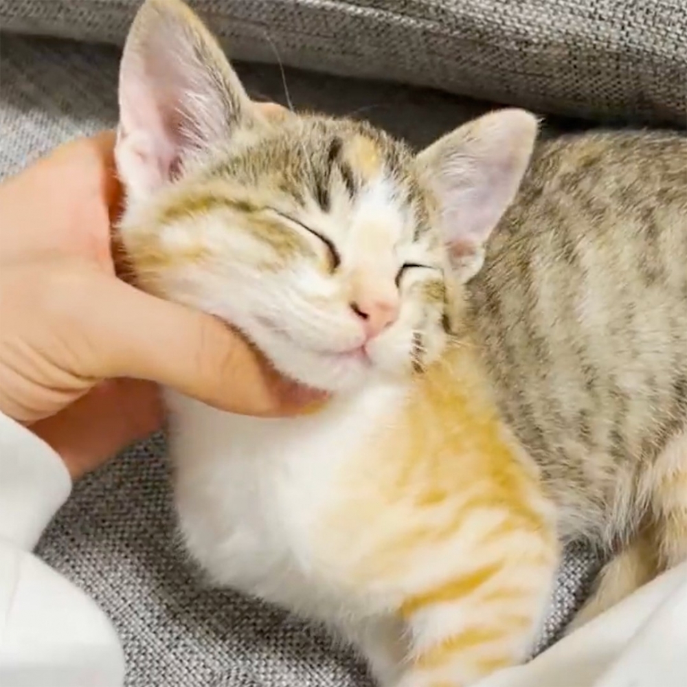 奴才：「表情很享受唷～驕傲！」