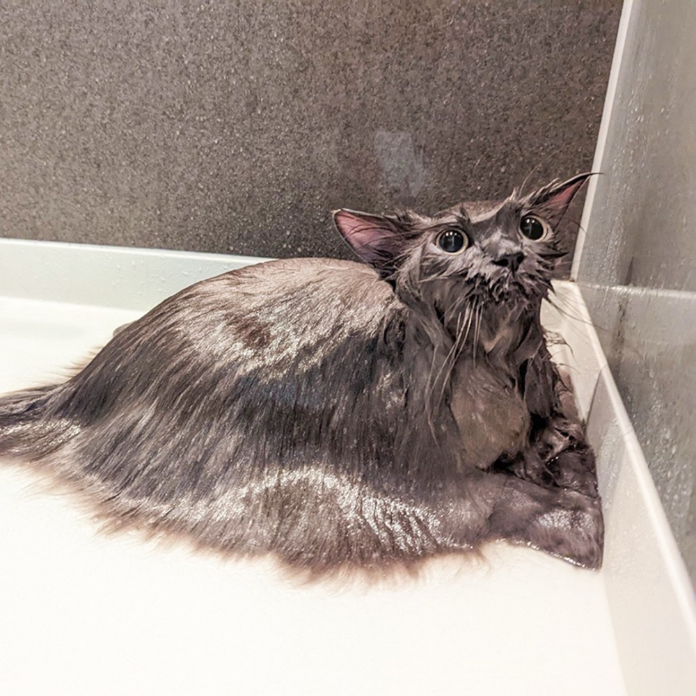 奴才：「水怪的傳說不會是你吧？！」