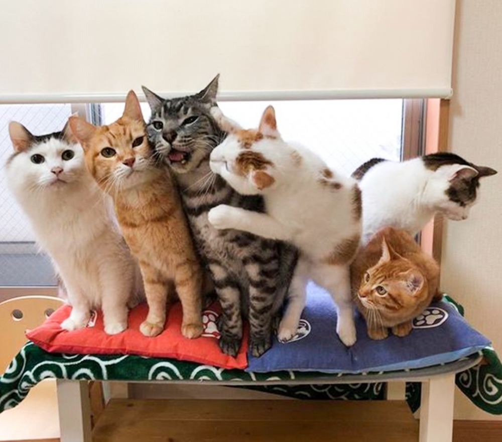 虎斑喵：「等等！快鬆開你罪惡的爪爪！」