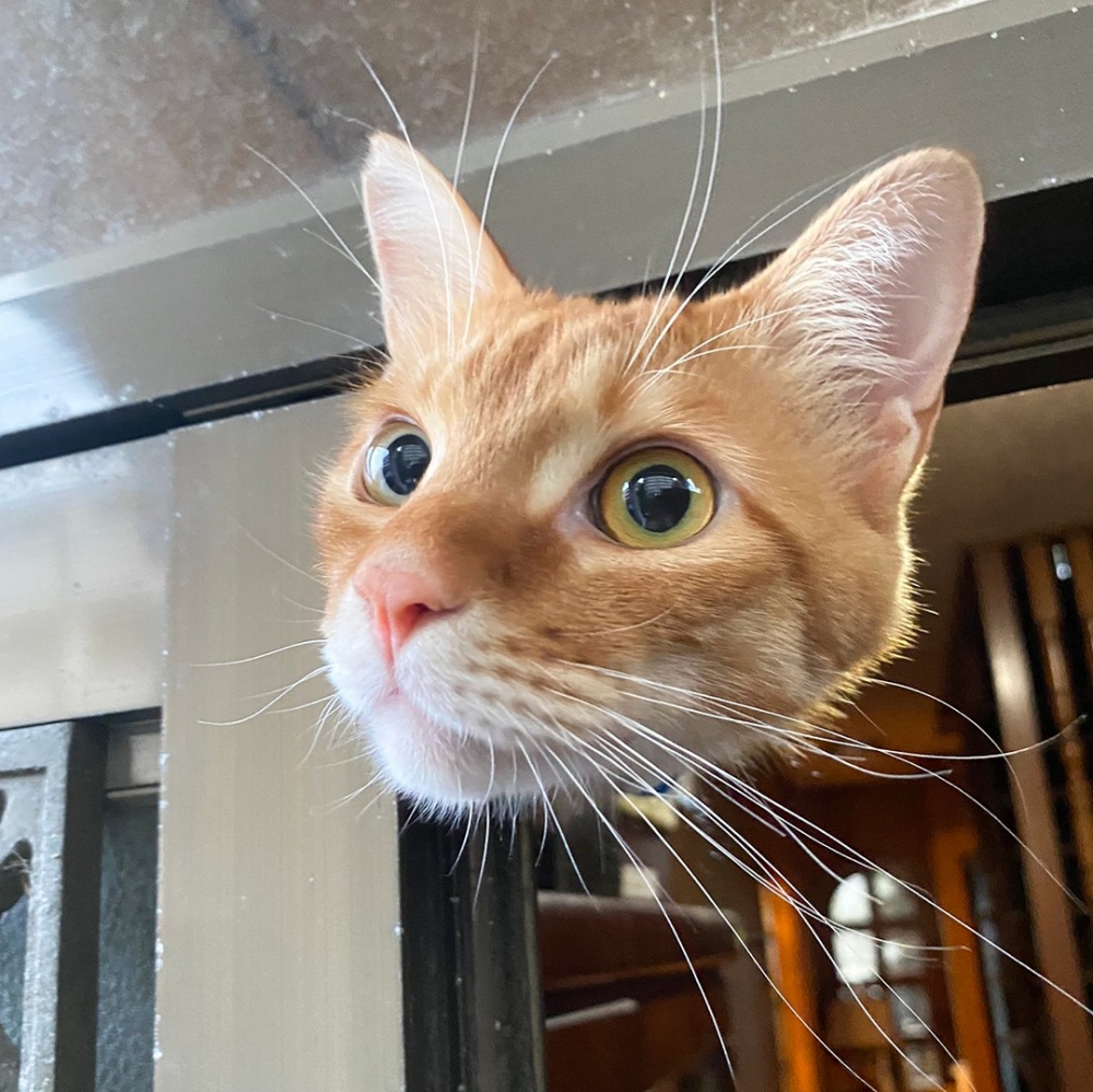 喵：「奴才～歡迎回來呀！」