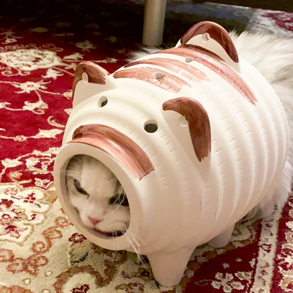 喵:「話說···朕要怎麼出來???」